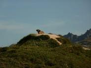 Jour_3_Marmotte
